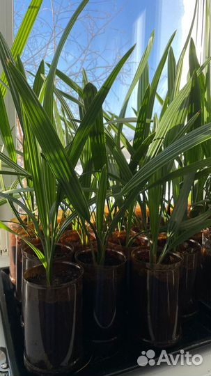 Финиковая пальма