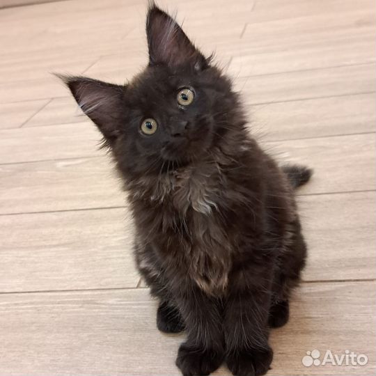 Котята мейн-кун