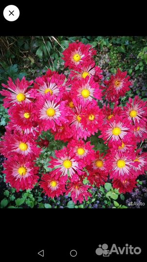 Хризинтемы мультифлора и корейские