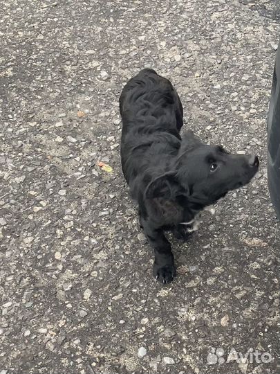 Найден щенок (девочка)