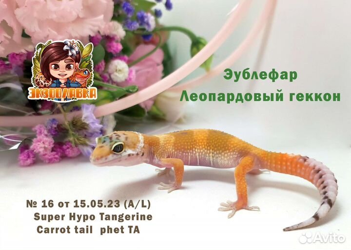Эублефары малыши и подростки