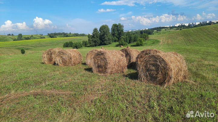 Продам сено в рулонах