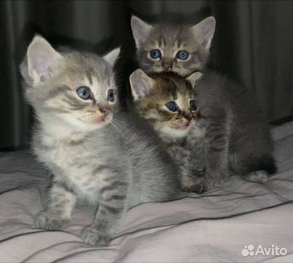 Котята(мама-шотландская вислоушка, папа-проходимец