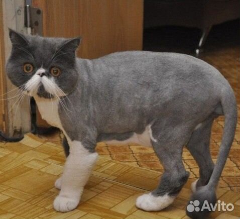 Стрижка кошек с выездом на дом. Стрижка собак