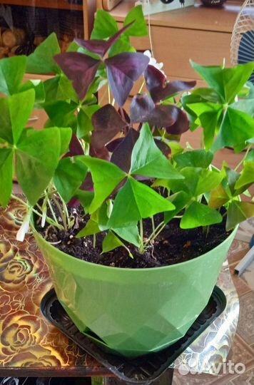 Оксалис (кислица)