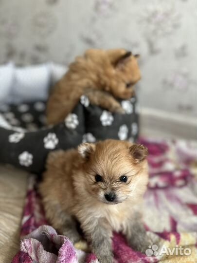 Щенки щпица