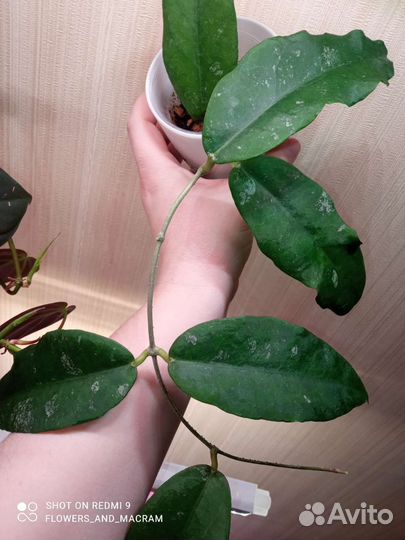 Хойи срезом