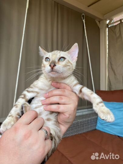 Бенгальские котята