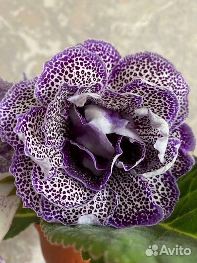 Глоксиния ен Бенгаль Кот и ен Грильяж 2