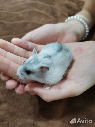 Джунгарский хомяк девочка