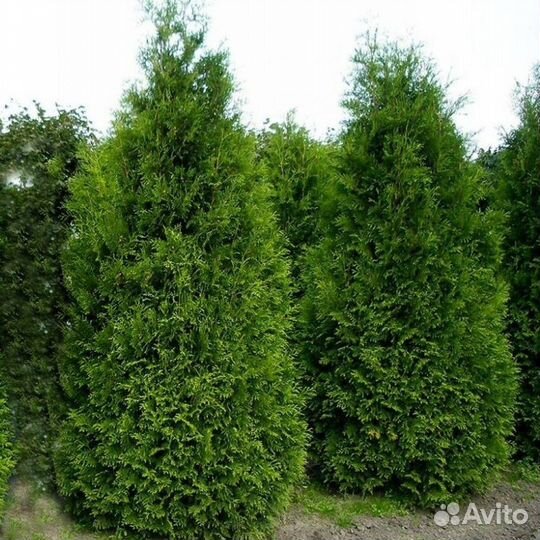 Продажа Туи Брабант 1,9 м