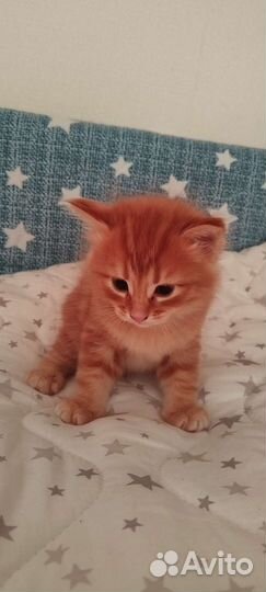 Сибирский котенок