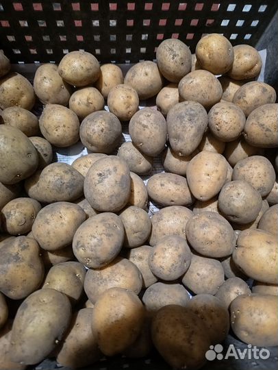 Семенной картофель