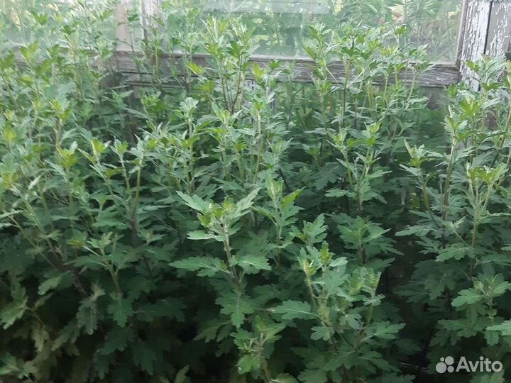 Хризантемы мультифлора,обьёмные