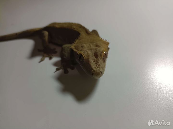 Реснитчатый геккон бананоед взрослый