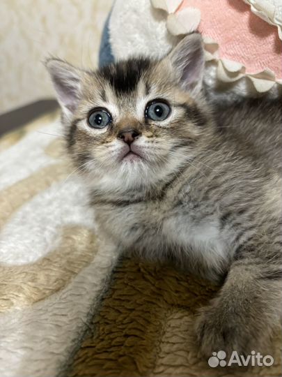 Британская кошка