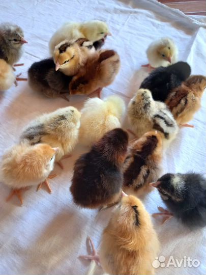 Цыплята несушки подрощенные