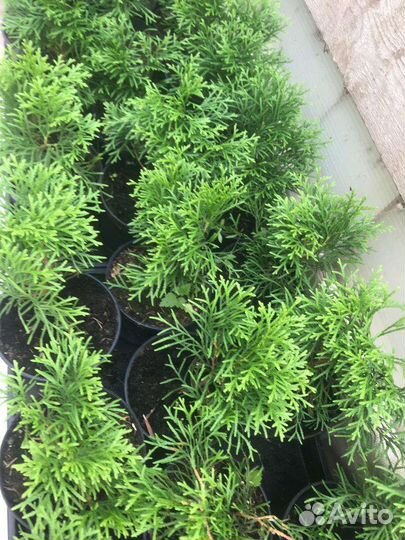 Туя смарагд