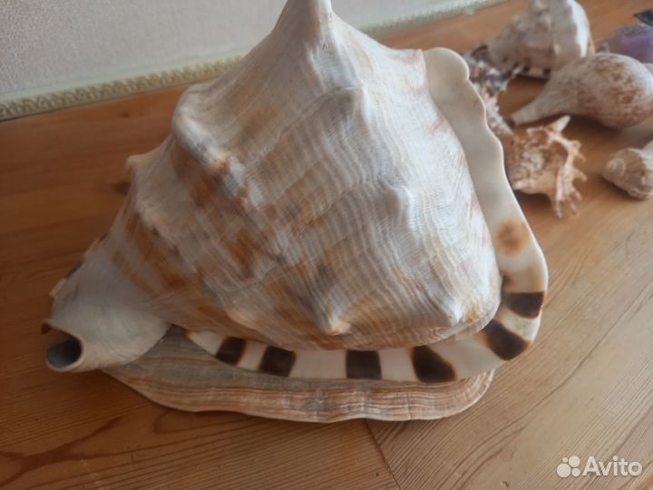 Морская раковина 