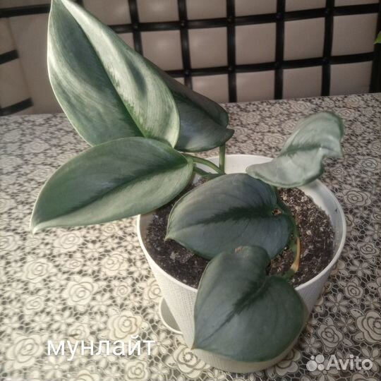 Филодендроны,Эпипремнумы,Сциндапсусы