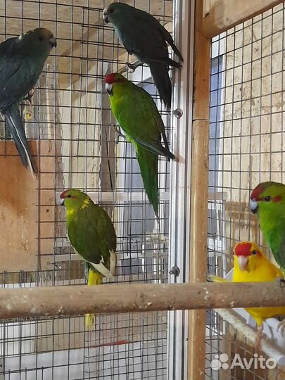 Питомник попугаев