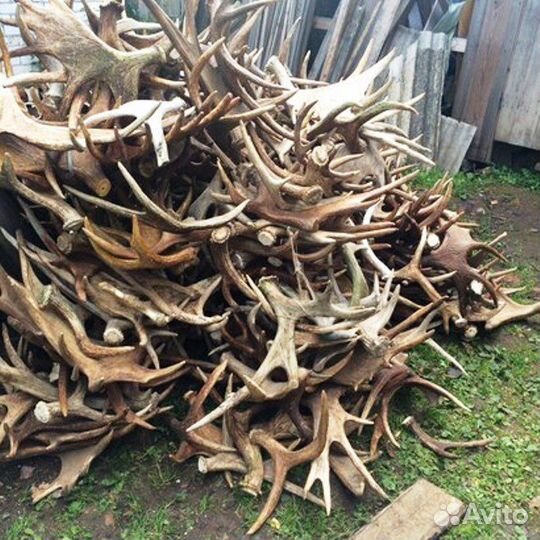 Лосиные рога