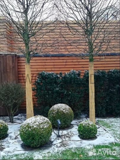 Укрытие для деревьев Камышовые маты