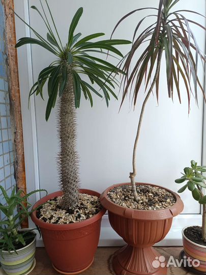 Цветы домашние