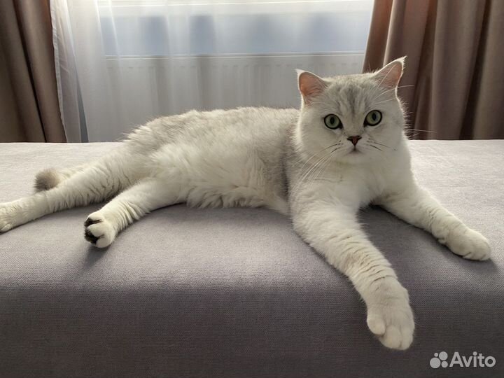 Шотландский кот