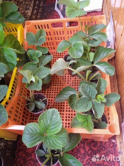 Рассада клубники Азия