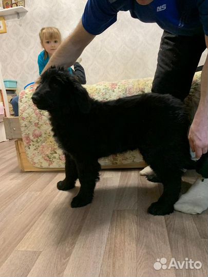 Монгольский банхар