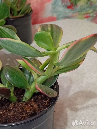 Крассулы хаммелс гост, голлум