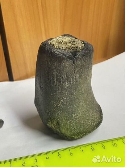 Плечевая кость Цетотерия