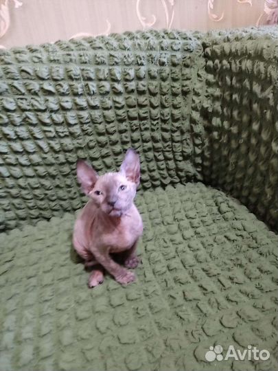 Котята Сфинкс