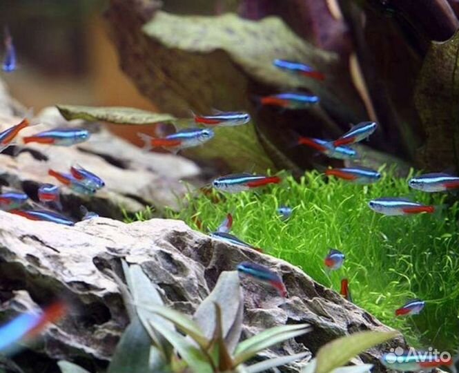 Неоны голубые17черные29красные49 в магазине