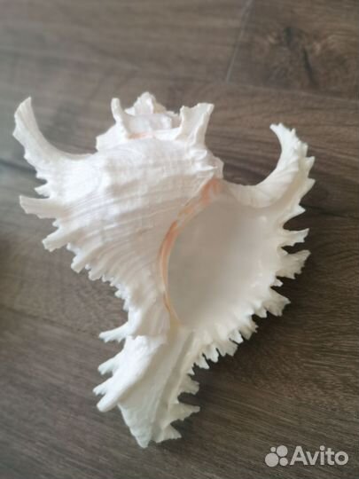Морская ракушка (большая)