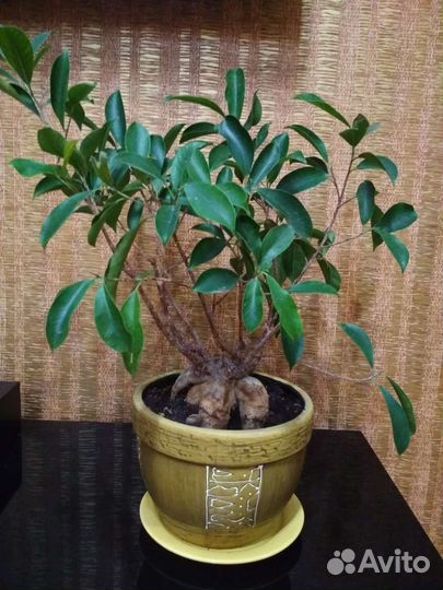 Фикус Гинсент