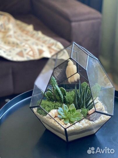 Флорариум композиция суккуленты