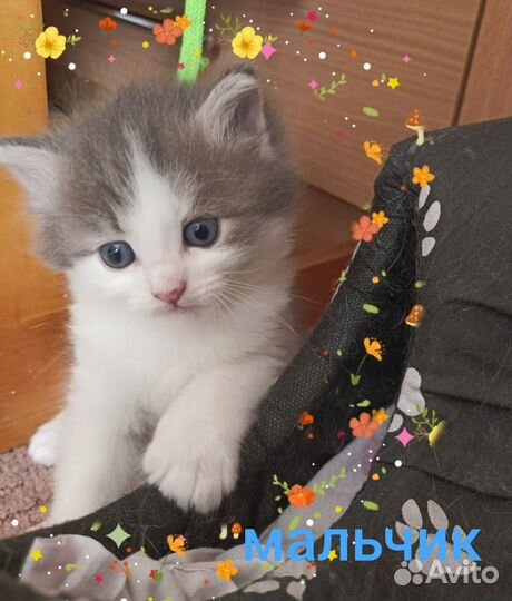 Котята в добрые руки