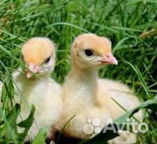 Цыплята/ Утята/ Гусята/ Индюшата