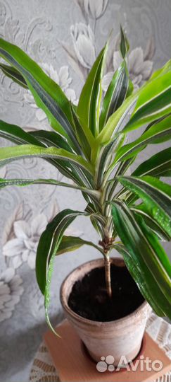 Комнатные растения