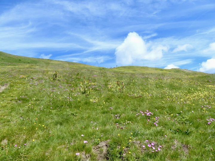 Участок 6 сот. (СНТ, ДНП)