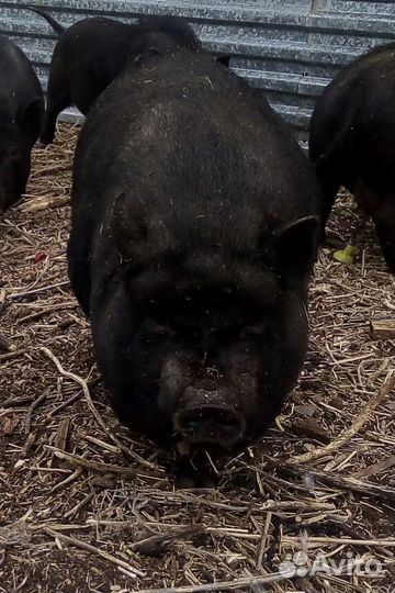 Свиноматка