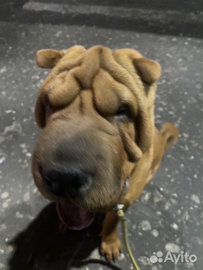 Щенок шарпея