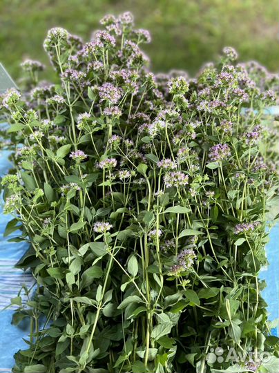 Трава душица