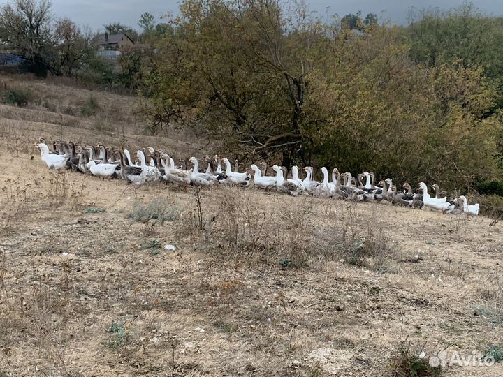 Гуси холмогоры