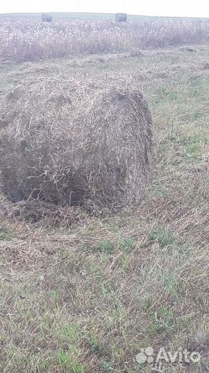 Солома в рулонах.обмолотки клевер тимофеевка
