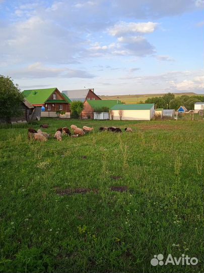 Овцы бараны оптом