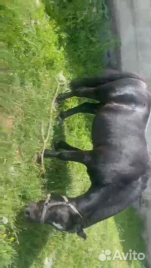 Лошадь пони