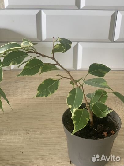 Фикус бенджамина
